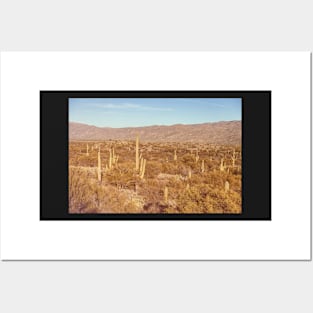 Saguaro Forest Posters and Art